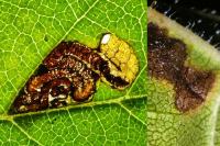 Stigmella viscerella