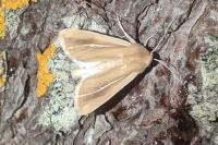 Mythimna litoralis