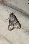 Agrotis ipsilon