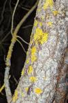 Ochropleura leucogaster