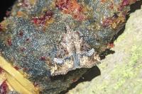 Hypena obsitalis