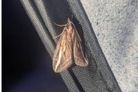 Chesias legatella