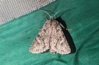 Xylocampa areola