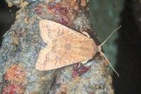 Sunira circellaris