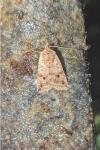 Leptologia blidaensis
