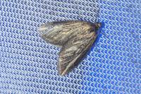 Chesias legatella