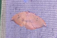 Watsonalla uncinula