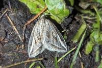Chesias legatella