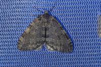 Epirrita