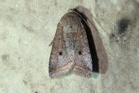 Leptologia lota