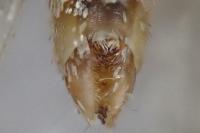 Epirrita dilutata