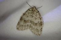 Epirrita dilutata
