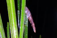 Coleophora calycotomella