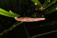 Coleophora calycotomella