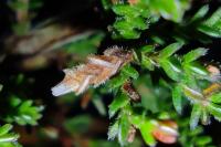 Coleophora juncicolella