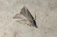Hypena lividalis