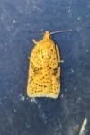 Acleris ferrugana/notana