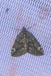 Chloroclysta siterata