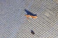 Caloptilia stigmatella