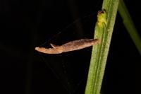 Coleophora calycotomella