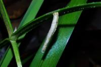 Coleophora solitariella