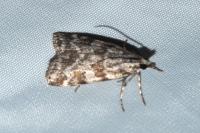 Scoparia conicella