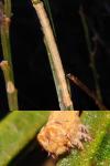 Peribatodes rhomboidaria