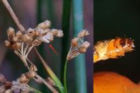 Coleophora glaucicolella