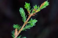 Coleophora juncicolella