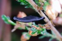 Coleophora pyrrhulipennella