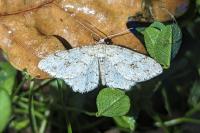 Ectropis crepuscularia