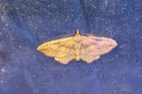 Nycterosea obstipata