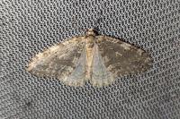 Epirrita