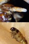Coleophora glaucicolella