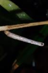 Coleophora solitariella