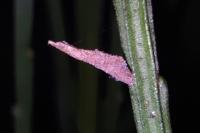 Coleophora calycotomella