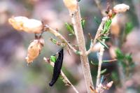 Coleophora pyrrhulipennella