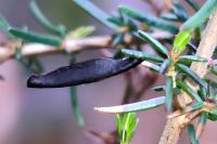 Coleophora pyrrhulipennella
