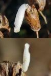 Coleophora argentula
