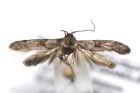 Blastobasis glandulella