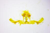 Acroclita subsequana