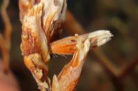 Coleophora limoniella