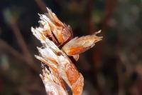 Coleophora limoniella