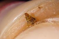 Coleophora maritimella