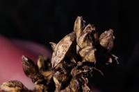Coleophora maritimella