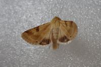 Heliothis peltigera