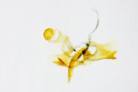 Coleophora hemerobiella