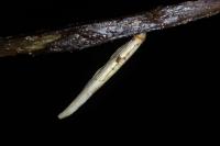 Coleophora solitariella