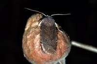 Conistra ligula