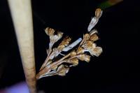 Coleophora glaucicolella